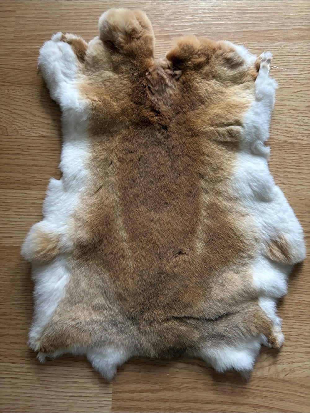 C0032 Rex rabbit hide